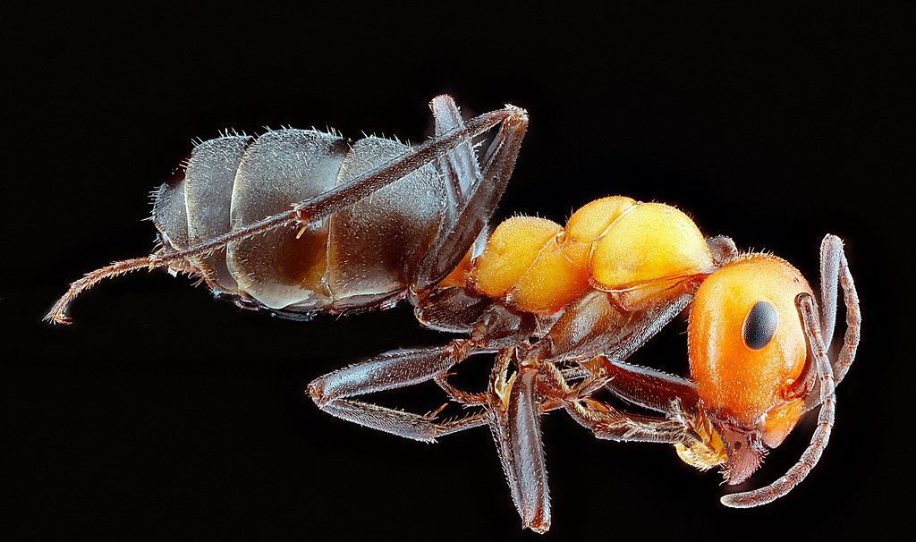 Ant Control service in New Brunswick, NJ