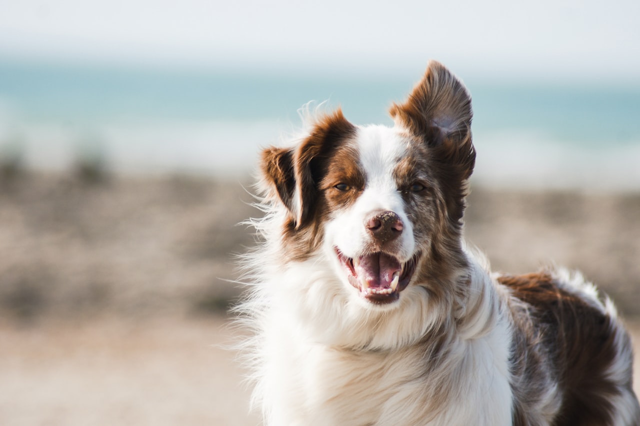 Flea & Tick Control service in New Brunswick, NJ