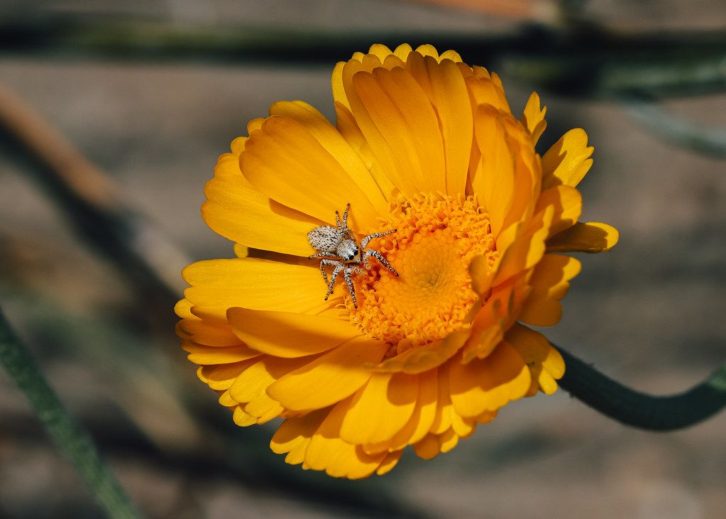 Spider Control service in New Brunswick, NJ
